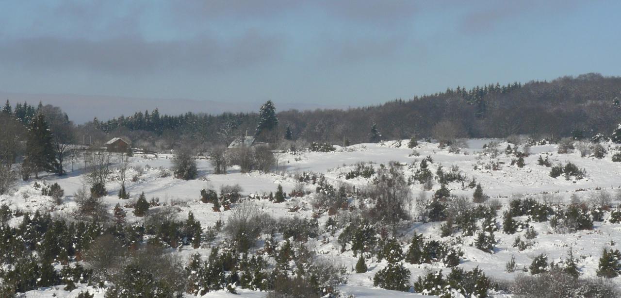 forêt en hiver