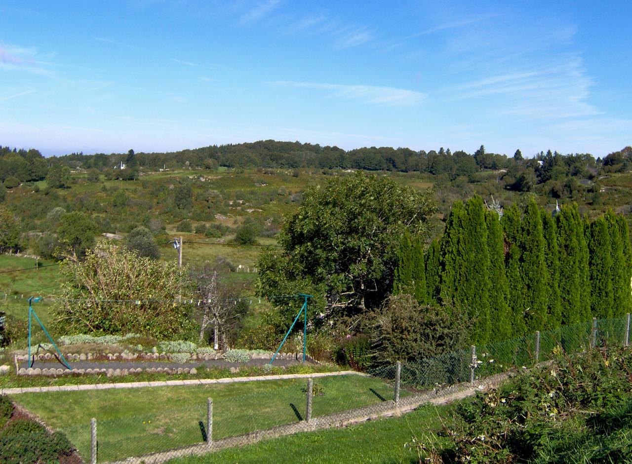 forêt en été